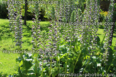 Stock image of acanthus mollis flowers (Bear's breech), herbaceous garden border