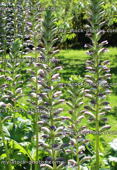 Stock image of acanthus mollis flowers (Bear's breech), herbaceous garden border