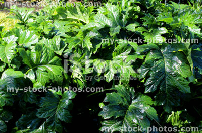 Stock image of glossy green leaves on herbaceous acanthus plant, spring