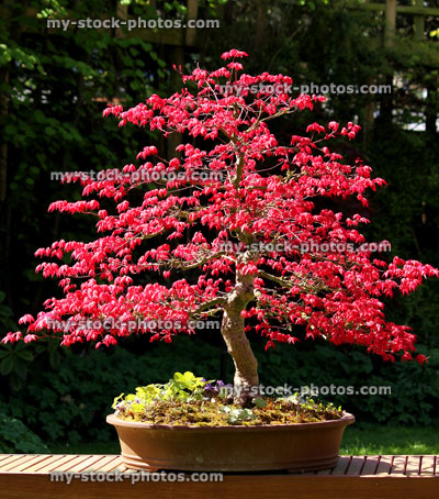 Stock image of large Japanese maple bonsai tree with red leaves