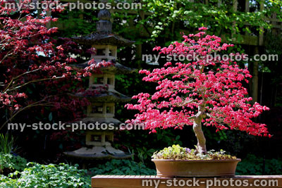 Stock image of bright red Japanese maple bonsai tree with pagoda