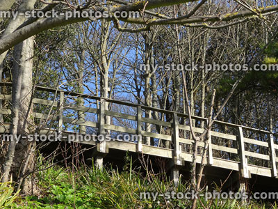 Stock image of aerial walkway through woodland trees, decking tree-top path