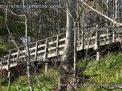 Stock image of aerial decking timber treetop pathway / woodland walkway