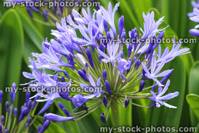 Stock image of blue agapanthus flowers, flowering plant, summer 