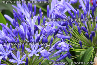 Stock image of blue agapanthus flowers, flowering plant, summer 