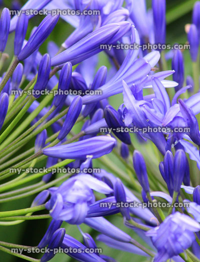 Stock image of blue agapanthus flowers, flowering plant, summer garden border, African lily