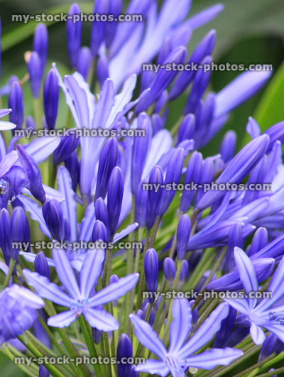 Stock image of blue agapanthus flowers, flowering plant, summer garden border, African lily