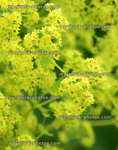 Stock image of yellow alchemilla mollis flowers / herbaceous Lady's Mantle plant