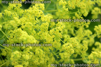 Stock image of yellow alchemilla mollis flowers / herbaceous Lady's Mantle plant