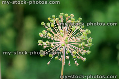Stock image of small allium sed head flower, blurred garden background