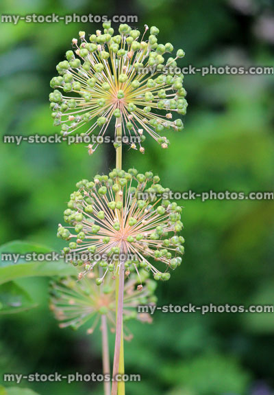 Stock image of two allium sed head flowers, blurred garden background