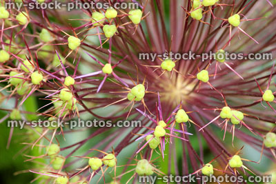 Stock image of allium seed head flower with green pods (close up)