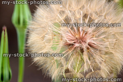 Stock image of fluffy allium flower seed head against garden background