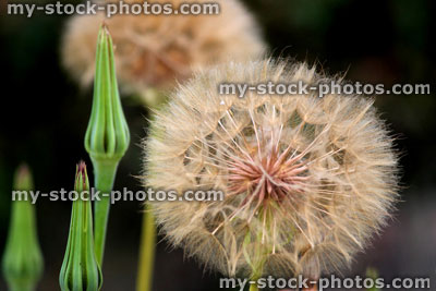 Stock image of fluffy allium flower seed head against garden background