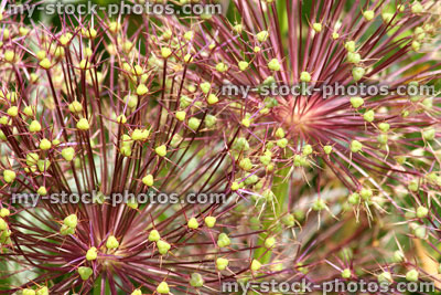 Stock image of allium seed heads / flowers with green pods (close up)