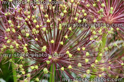Stock image of allium seed heads / flowers with green pods (close up)
