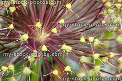 Stock image of allium seed head flower with green pods (close up)