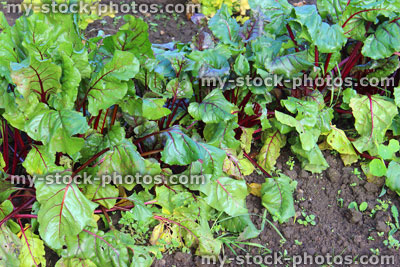 Stock image of beetroot leaves / plants, beets growing in allotment garden / vegetable garden (Beta vulgaris)