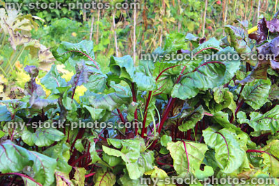 Stock image of beetroot leaves / plants, beets growing in allotment garden / vegetable garden (Beta vulgaris)