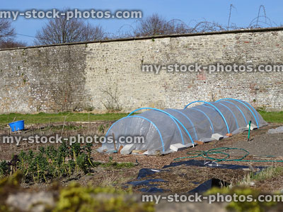 Stock image of plastic cloche protecting plants, walled vegetable allotment garden