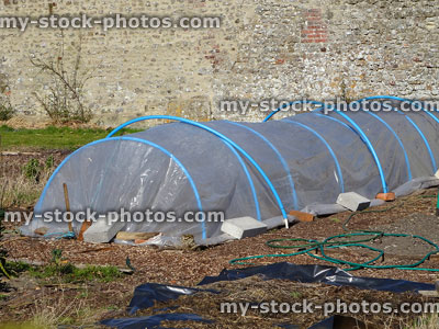 Stock image of plastic cloche mini greenhouse in walled vegetable garden allotment