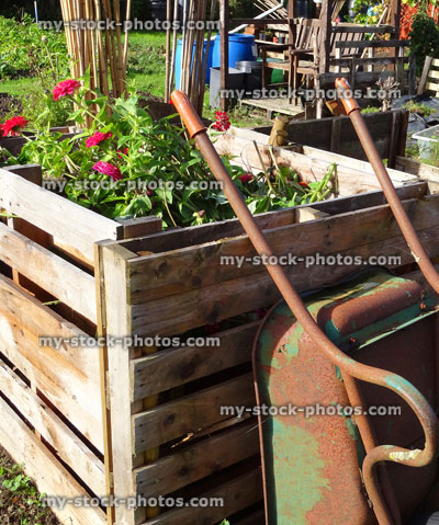 Stock image of wooden compost heap, compost bin converter, allotment / vegetable garden waste, rusty metal wheelbarrow