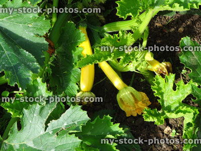 Stock image of yellow courgettes / zucchinis, vegetable garden allotment