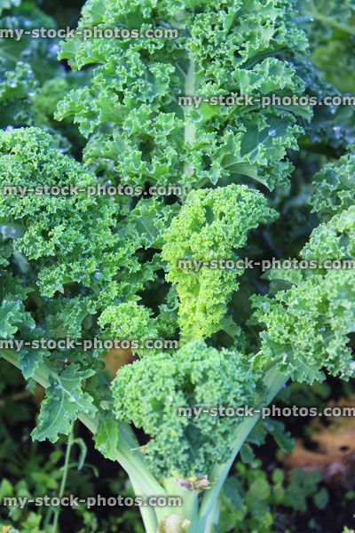 Stock image of green curly kale plants growing in allotment vegetable garden / brassica oleracea