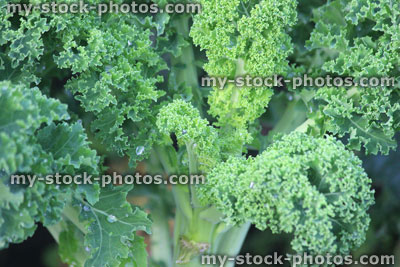 Stock image of green curly kale plants growing in allotment vegetable garden / brassica oleracea