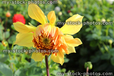 Stock image of single yellow dahlia flower (flowering collarette dahlia), garden