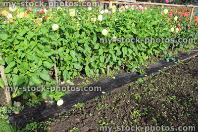 Stock image of allotment flower garden growing group of flowering dahlias, cut flowers
