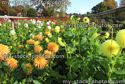 Stock image of allotment flower garden growing group of flowering dahlias, cut flowers