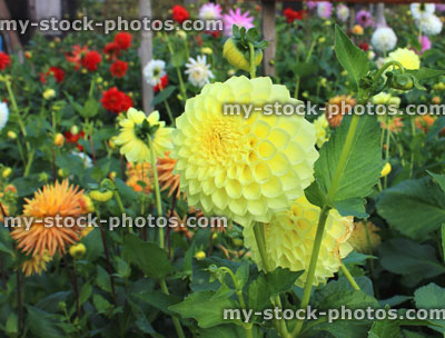 Stock image of yellow pompon dahlia flowers (ball dahlias), flowering in summer garden