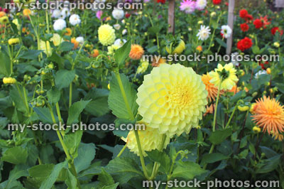 Stock image of yellow pompon dahlia flowers (ball dahlias), flowering in summer garden