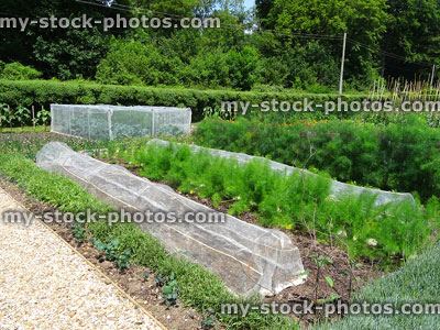 Stock image of community allotment garden with vegetables growing under garden fleece