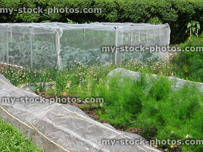 Stock image of allotment garden with asparagus, cabbages growing under fleece