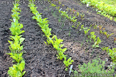 Stock image of allotment vegetable garden with lettuces, onions, beetroot, carrots