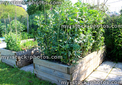 Stock image of allotment vegetable garden with planted wooden raised beds