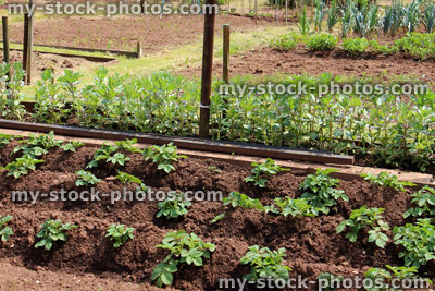 Stock image of allotment vegetable garden with potatoes and broad beans