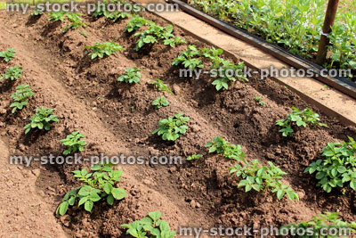 Stock image of allotment vegetable garden with mounded potato plants