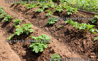 Stock image of allotment vegetable garden with potatoes with mounded soil