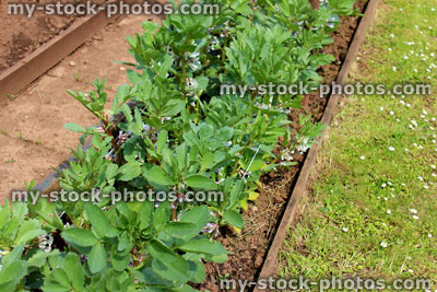 Stock image of allotment vegetable garden with broad bean plants