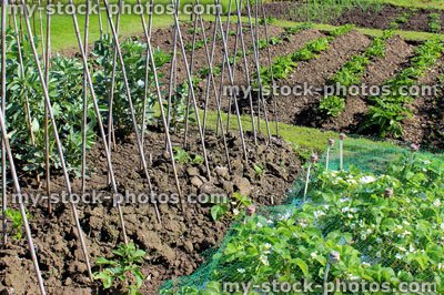 Stock image of allotment vegetable garden with runner bean plants, 