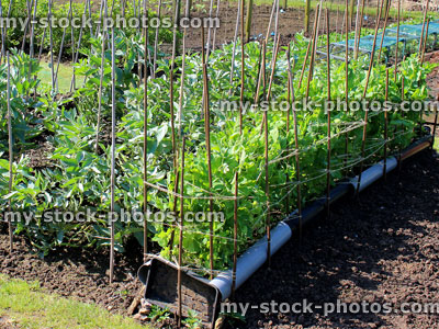Stock image of allotment vegetable garden with broad beans and peas