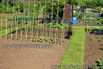 Stock image of allotment vegetable garden with seedling runner bean plants
