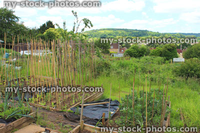 Stock image of allotment vegetable garden with raised beds, overgrown weeds