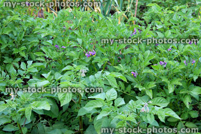 Stock image of allotment vegetable garden with potato plants in flower