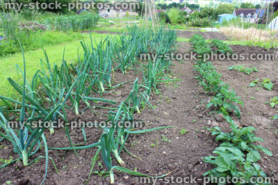 Stock image of allotment vegetable garden with lines of onions, courgettes, potato plants