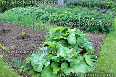 Stock image of allotment vegetable garden with rhubarb, potato plants, lettuce and onions