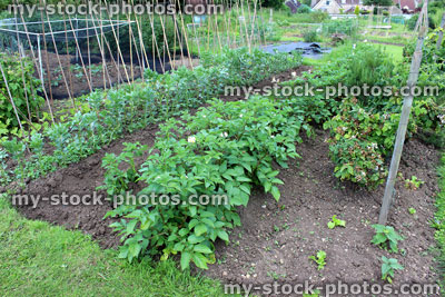 Stock image of allotment vegetable garden with peas, potatoes, broad beans and lettuce